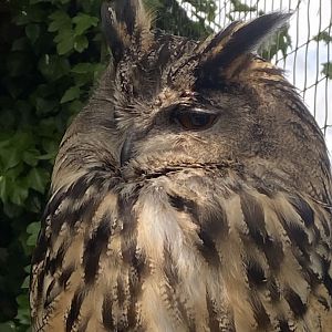 European eagle-owl 060625