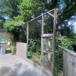 European eagle-owl aviary 060625