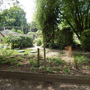 Chilean flamingo enclosure 060625