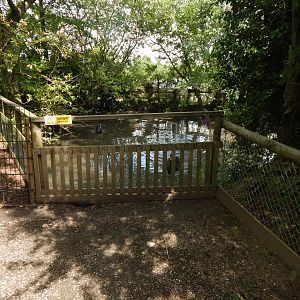 Black swan pond 060625