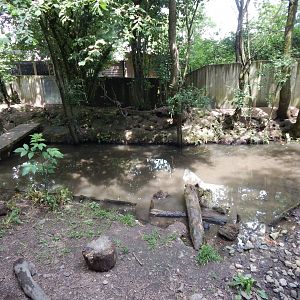 Asian small-clawed otter enclosure 060625