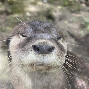 Asian small-clawed otter 060625
