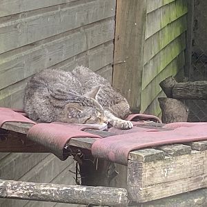 Scottish wildcat 060625