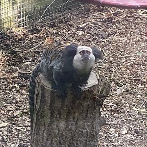 Geoffroy’s marmoset 060625