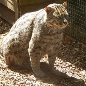 Fishing cat 060625