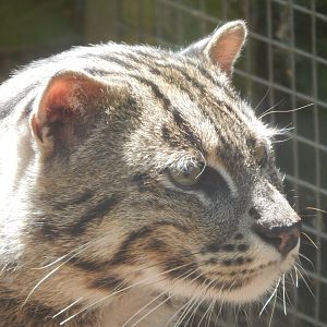 Fishing cat 060625