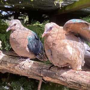 Grey-capped emerald doves 060625