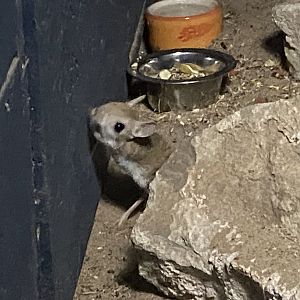 Nocturnal Room - Greater jerboa 060625