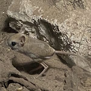 Nocturnal Room - Greater jerboa 060625