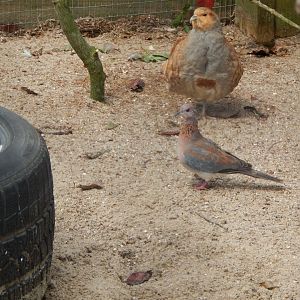 Laughing dove and Grey partridge 060625