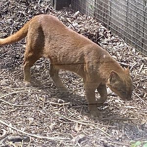Jaguarundi 060625