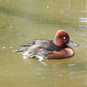 Ferruginous duck 060625