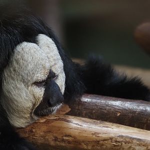 White-Faced Saki 1