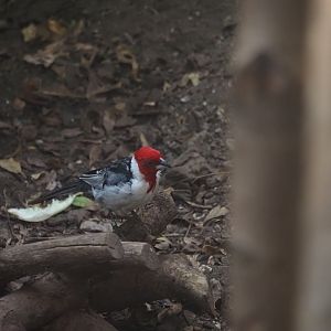 Red-Cowled Cardinal