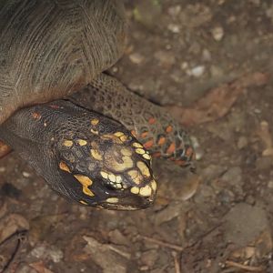 Red-Footed Tortoise