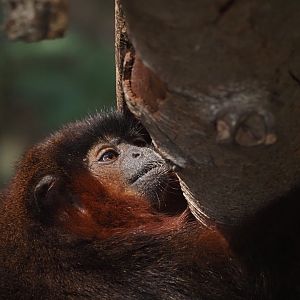 Coppery Titi Monkey