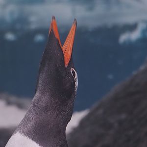 Gentoo Penguin 1