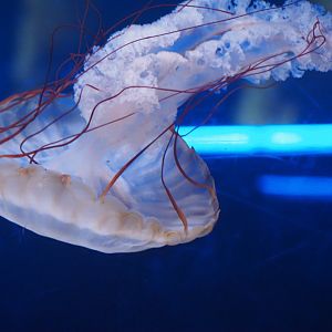 Pacific Sea Nettle
