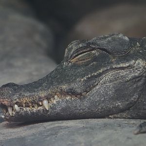 West African Dwarf Crocodile