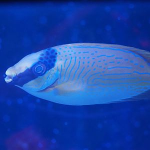 Masked Rabbitfish