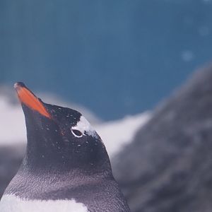 Gentoo Penguin 2