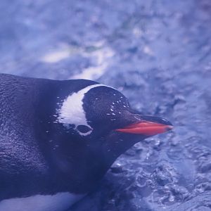 Gentoo Penguin 3