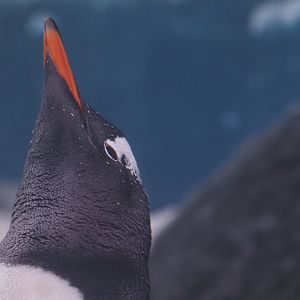 Gentoo Penguin 4