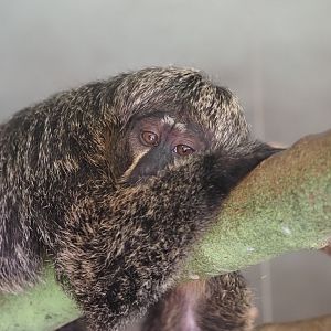 White-Faced Saki 2