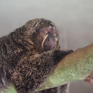 White-Faced Saki 3