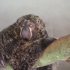 White-Faced Saki 4