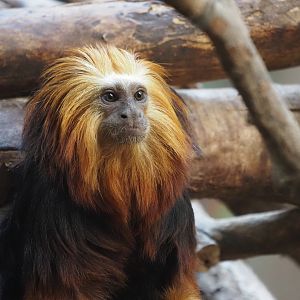 Golden-Headed Lion Tamarin