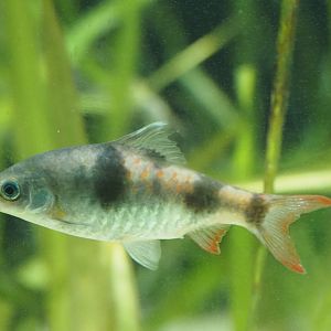 Tambraparini Barb
