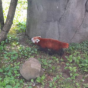 Red Panda - Sundara