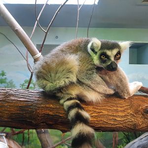 Ring Tailed Lemur