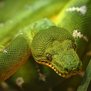 Emerald tree boa : Crocodiles of the World : 20 Jun 2025