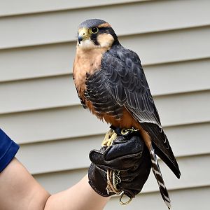 Andean Aplomado Falcon (Falco femoralis pichinchae) - "Zorro"
