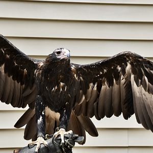 Wedge-Tailed Eagle (Aquila audax) - "Duncan"