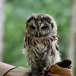 Tawny Owl (Strix aluco) - "Peabody"