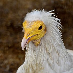 Eastern Egyptian Vulture (Neophron percnopterus gingianus) - "Dynasty"