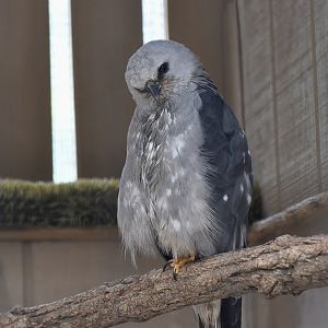 Mississippi Kite (Ictinia mississippiensis)
