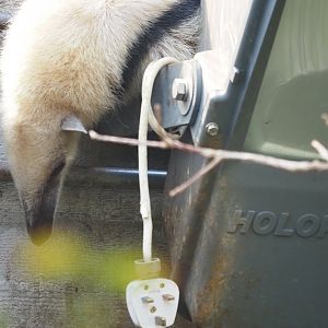 Southern Tamandua