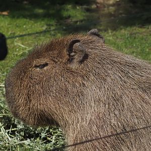 Capybara