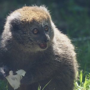 Alaotra Reed Lemur 1