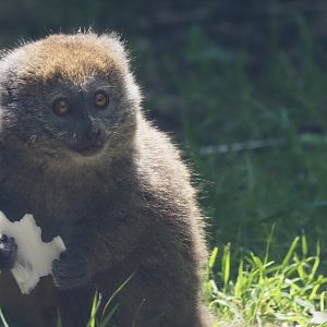 Alaotra Reed Lemur 2