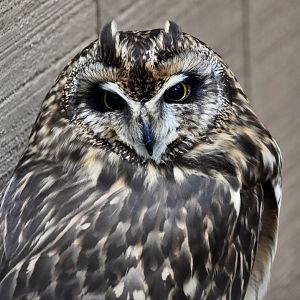 Short-Eared Owl (Asio flammeus flammeus) - "Rose"