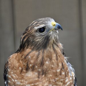 Red-Shouldered Hawk (Buteo lineatus) - "Flip"