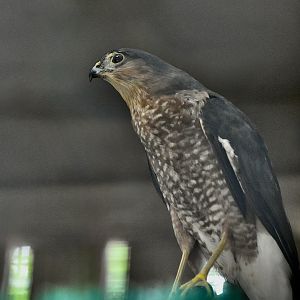 Broad-Winged Hawk (Accipiter striatus) - "Styx"