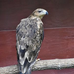 Tawny Eagle (Aquila rapax) - "Diablo"