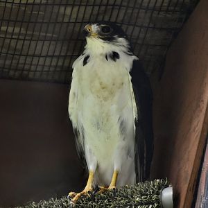 Augur Buzzard (Buteo augur) - "Caspian"