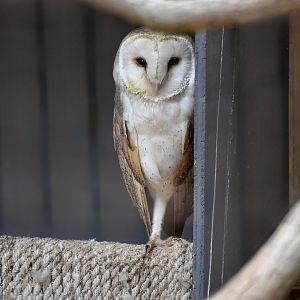Western European Barn Owl (Tyto alba alba) - "Barnaby"